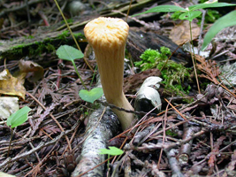 Clavariadelphus truncatus – Shows the habitat as it was found.